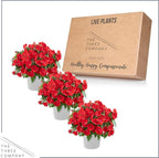 Live Flowering New Guinea Impatiens - Red (3 Plants Per Pack), Beautiful Shade Flowers, 12" Tall by 5" Wide in 1 Qt Pot