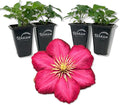 Clematis Ernest Markham - 4 Live Starter Plants in 2 Inch Pots - Starter Plants Ready for The Garden - Beautiful Maroon Flowering Vine
