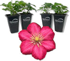Clematis Ernest Markham - 4 Live Starter Plants in 2 Inch Pots - Starter Plants Ready for The Garden - Beautiful Maroon Flowering Vine