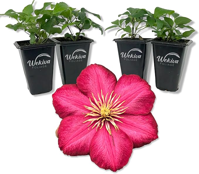 Clematis Ernest Markham - 4 Live Starter Plants in 2 Inch Pots - Starter Plants Ready for The Garden - Beautiful Maroon Flowering Vine