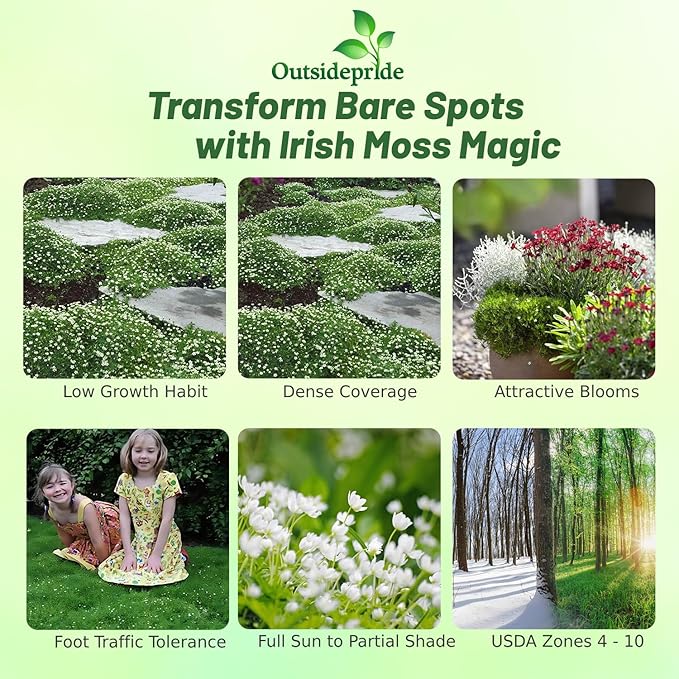 Outsidepride Irish Moss Ground Cover Seeds - 5000 Pcs Perennial Low Growing, Mat-Forming Lawn Alternative, Outdoor Ground Cover Seeds with Shade Tolerance, Ideal for Pathways and Rock Gardens