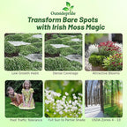 Outsidepride Irish Moss Ground Cover Seeds - 5000 Pcs Perennial Low Growing, Mat-Forming Lawn Alternative, Outdoor Ground Cover Seeds with Shade Tolerance, Ideal for Pathways and Rock Gardens