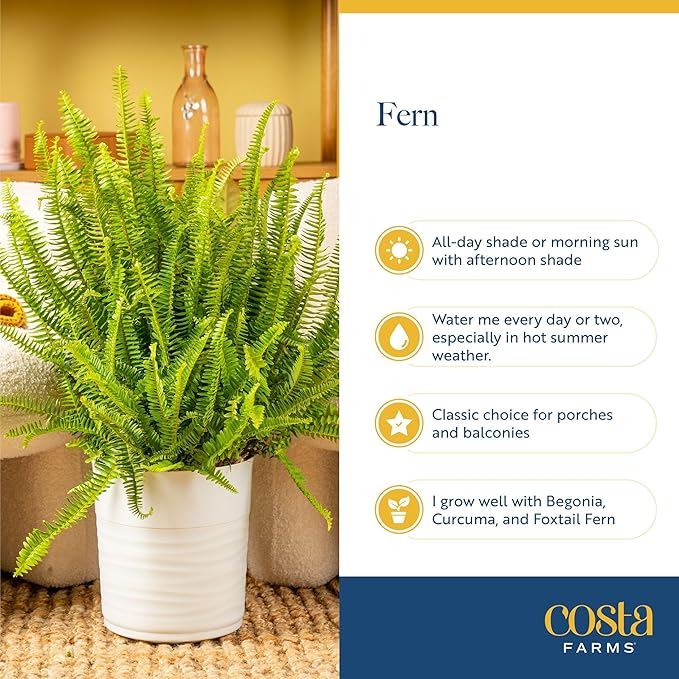 Costa Farms Macho Fern Extra Large Live Plant in Plastic Pot, Large Air Purifying Indoor & Outdoor Houseplants, Patio, Garden, Home, or Office Decor, House Warming Gift, 3-4 Feet Tall