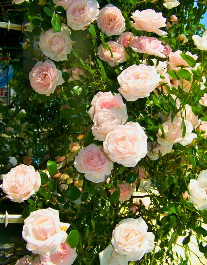 Pink New Dawn Climbing Rose Live Plant, Can Grow As Rose Bushes Shrubs, Fragrant Ready to Plant, Starter Size, 5 to 10 Inc Tall, Dormant in Winter