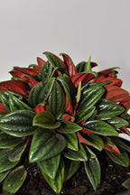 Live 6 Inch Peperomia Growers Choice 3-Pack in Nursery Grower Pot | Easy-Care Indoor Houseplant for Home and Office Decor | Air-Purifying Plant Gift