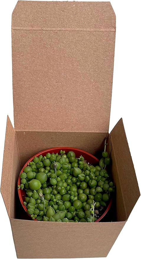 Succulent Plant in Gift Box String of Pearls (Senecio Rowleyanus) - Live Trailing Plants Fully Rooted & in Bloom - Rare House Plant for Home Office Wedding Hanging Decoration - 4" Pot with Soil Mix