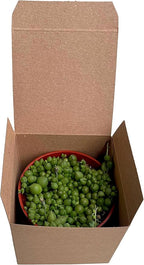 Succulent Plant in Gift Box String of Pearls (Senecio Rowleyanus) - Live Trailing Plants Fully Rooted & in Bloom - Rare House Plant for Home Office Wedding Hanging Decoration - 4" Pot with Soil Mix