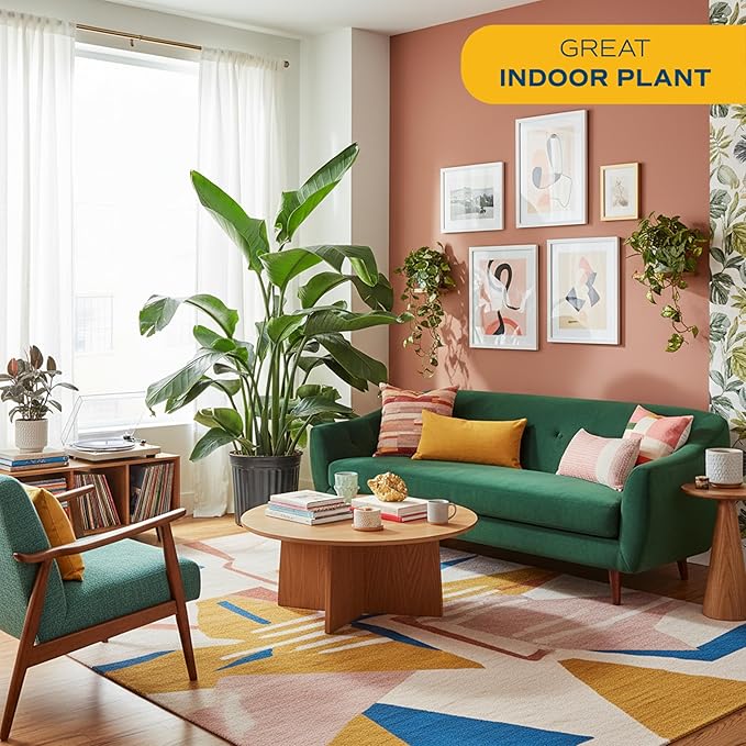 Costa Farms White Bird of Paradise, Strelitzia nicolai, Extra Large Live Indoor Plant in Planter Pot, Air-Purifying Tropical Houseplant, Housewarming Gift, Living Room, and Home Decor, 4-5 Feet Tall