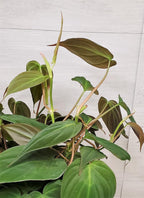 Philodendron Micans Live Rare House Plants - Fully Rooted Indoor Plants in 3" Pot by 3exoticgreen | Premium Philodendron Plant Live Houseplants for Home and Office Decor