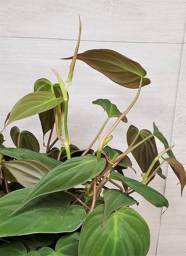 Philodendron Micans Live Rare House Plants - Fully Rooted Indoor Plants in 3" Pot by 3exoticgreen | Premium Philodendron Plant Live Houseplants for Home and Office Decor