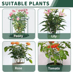 SYITCUN 8pack Peony Cages and Supports, 12 x 24 Inch Four Legs Peony Cage, Heavy-Duty Peonies Support Cages, Peony Ring for Roses, Hydrangeas, Sage, Peonies, Cucumbers, Tomato