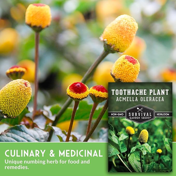 Toothache Plant Seeds for Planting - Acmella Oleracea Spilanthes Buzz Button Electric Daisy Medicinal Herb & Edible Flower - Heirloom Non-GMO Open Pollinated - Survival Garden Seeds (3 Pack)