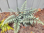 Greenwood Nursery: Live Perennial Plants - Godzila Japanese Painted Fern + Athyrium Niponicum - [Qty: 2X Pint Pots] - (Click for Other Available Plants/Quantities)