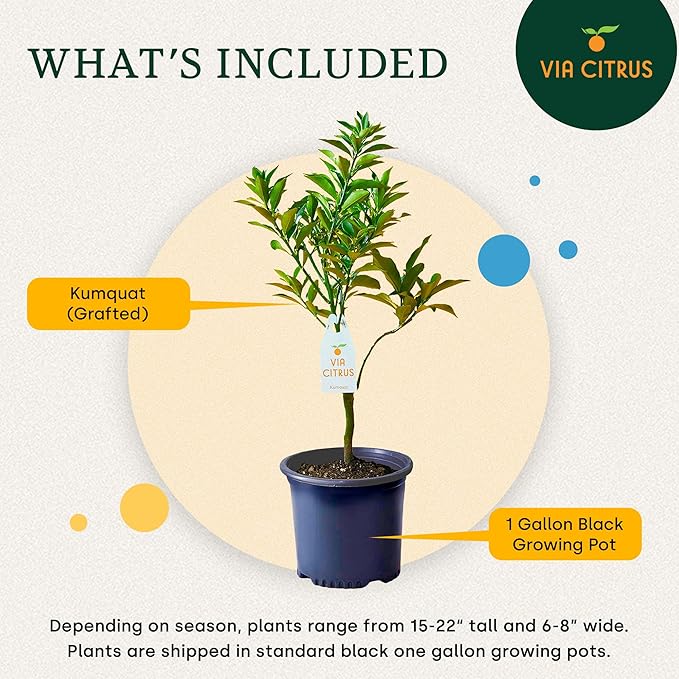 Grafted Kumquat Live Tree 13" - 22" Tall Sweet Fruiting Fruit Tree for Indoor Outdoor Plant Growing Live Citrus Plant Mothers Day Gift for Mom Home Garden Use, Cannot Ship CA AL AZ TX LA by Via Citrus
