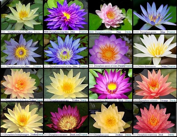 Live Aquatic Plant Nymphaea Charlene Yellow Water Lily Tuber W005 For Aquarium Fresh Water Fish Pond by JaycoBuy 2 GET 1 FREE