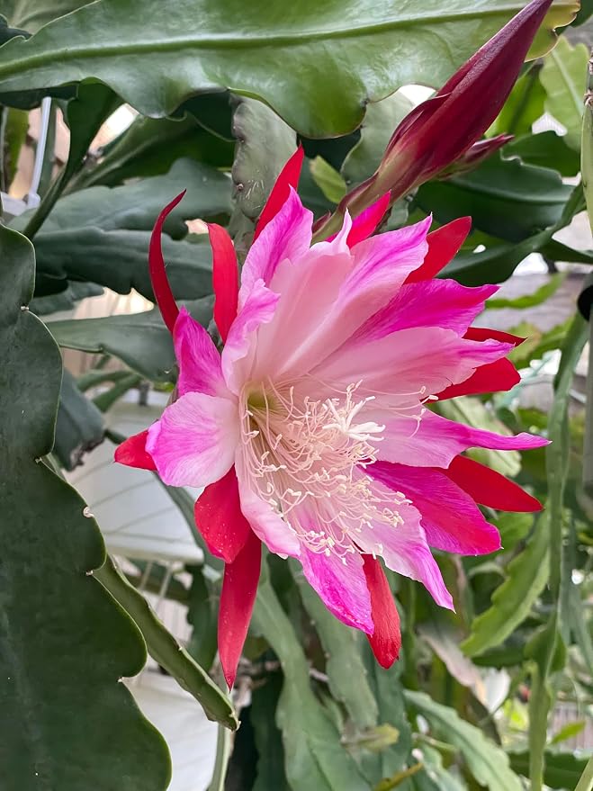 Epiphyllum 'Wild Thing' Fully-Rooted Starter Pot - Orchid Cactus Hybrid - Indoor Outdoor Plant - Central America Origin - No Shipping to California or Arizona