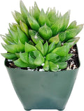 Fat Plants San Diego FATPLANTS Succulent Plant(s) Fully Rooted in 4 inch Planter Pots with Soil - Real Succulent Live Potted Succulents/Unique Indoor Cactus Decor (1, haworthia cooperi)
