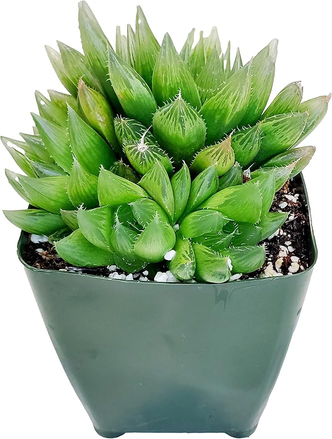 Fat Plants San Diego FATPLANTS Succulent Plant(s) Fully Rooted in 4 inch Planter Pots with Soil - Real Succulent Live Potted Succulents/Unique Indoor Cactus Decor (1, haworthia cooperi)