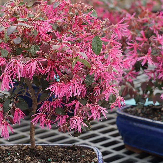 brussel's BONSAI Live Fringe Flower Outdoor Bonsai Tree - 3 Years Old; 8 to 12" Tall with Decorative Container"