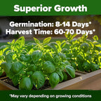 HOME GROWN Non GMO Italian Basil Seeds Bulk Pack 1,424 Sweet Large Leaf Basil Seeds for Planting and Heirloom Herb Seeds for Planting Indoors or Outdoors (Ocimum basilicum)