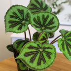 Begonia Masoniana Rock, Live Houseplant Decor in 6" White Pot, Textured Leaves, Easy Botanical Gift, Iron Cross Houseplants, Desk Decor & Gifts, Office Plants & Decorative Plants by Plants for Pets
