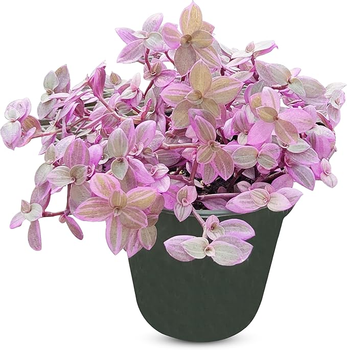 Callisia Rosato Pink Fairy Lady [Winter Thermal Packaging Included] Plant | Vibrant Indoor Plant with Striking Pink Foliage | Ideal for Home Decor and Small Spaces Houseplants Live Indoor House Plant