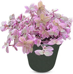 Callisia Rosato Pink Fairy Lady [Winter Thermal Packaging Included] Plant | Vibrant Indoor Plant with Striking Pink Foliage | Ideal for Home Decor and Small Spaces Houseplants Live Indoor House Plant