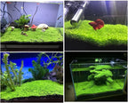 2 Pack Aquarium Plants for Fish Tank, Easy Growing, Real Carpet Decor for Fish Tank/Terrarium