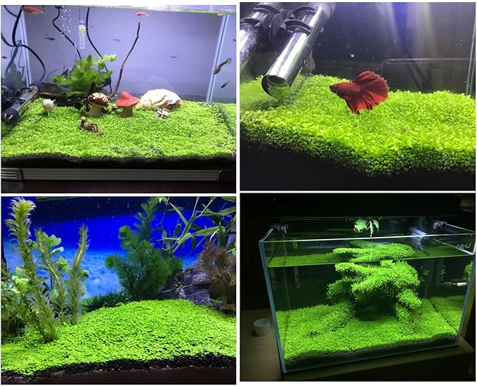 2 Pack Aquarium Plants for Fish Tank, Easy Growing, Real Carpet Decor for Fish Tank/Terrarium