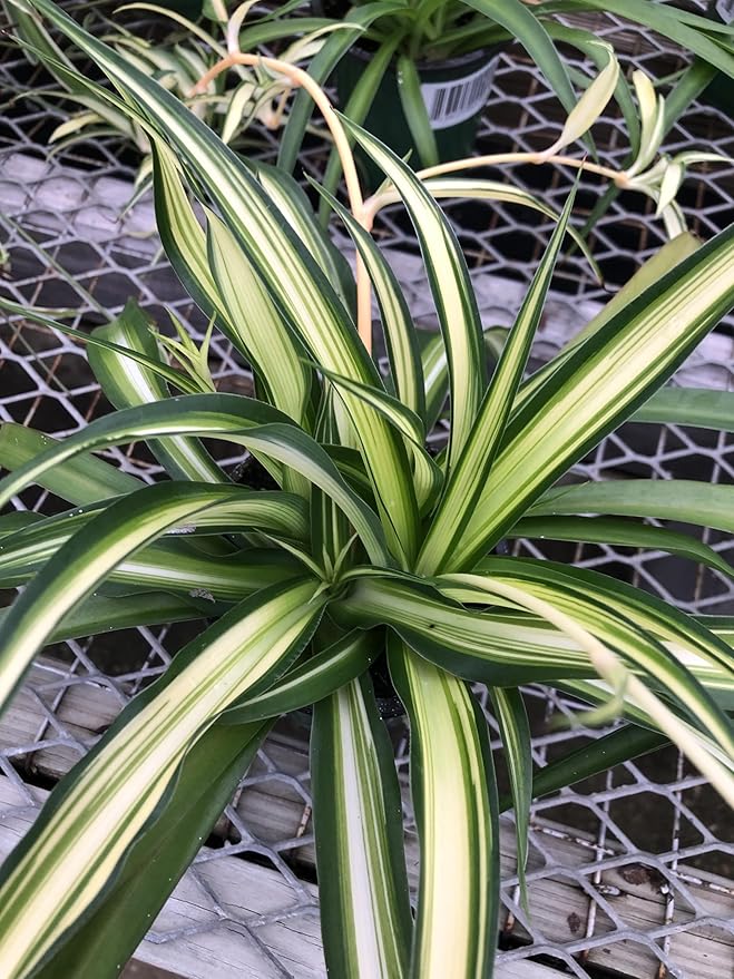 Generic Hawaiin Spider Plant ~ Variegated Green and White ~ Live Large Plant for Home or Office