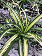 Generic Hawaiin Spider Plant ~ Variegated Green and White ~ Live Large Plant for Home or Office