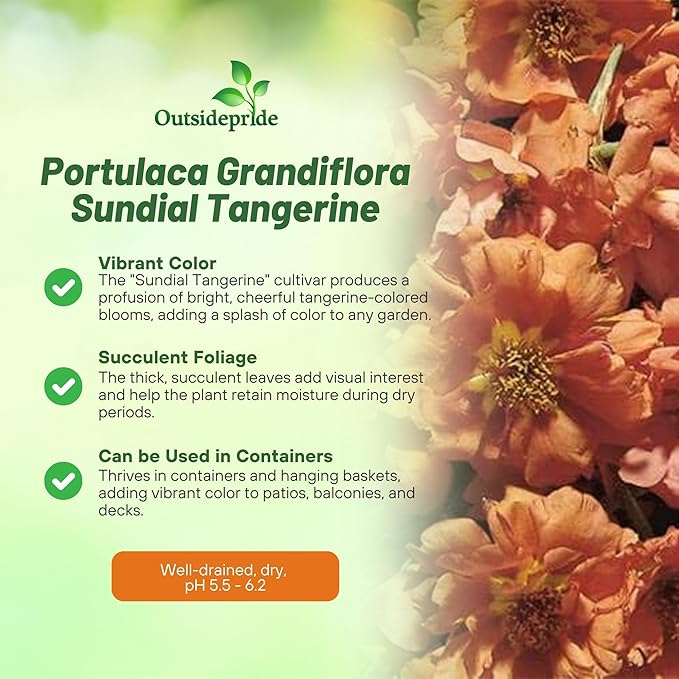 Outsidepride Tangerine Moss Rose Seeds - 500 Pcs Annual, Drought & Heat Tolerant, Pollinator Friendly Ground Cover Seeds for Planting w/Vibrant Blooms & Succulent Foliage, Ideal for Xeriscaping