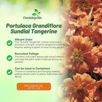 Outsidepride Tangerine Moss Rose Seeds - 500 Pcs Annual, Drought & Heat Tolerant, Pollinator Friendly Ground Cover Seeds for Planting w/Vibrant Blooms & Succulent Foliage, Ideal for Xeriscaping