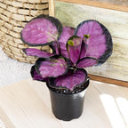 Pet Safe Live Prayer Plant Calathea Collection (3PK) in 4 Inch Pots, Pet Friendly Houseplants, Rattlesnake Plant, Orbifolia, Non-Toxic Houseplant Mix