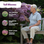 KVITER 1500 Joe Pye Weed Seeds (Eupatorium Maculatum) - Spotted Joe Pye Weed, Pink, Aromatic Wildflower, Butterfly Magnet - Perennial Flower Seeds in Seed Packets for Outdoor Flower Gardens