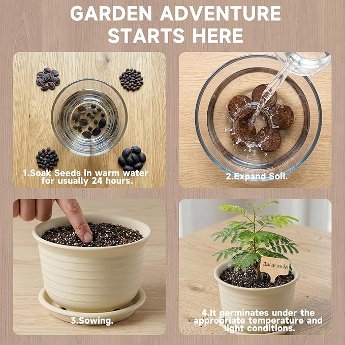 Bonsai Tree Starter Kit, Jacaranda Bonzai Kit, Indoor Bonsai Trees Plant Seeds with Drainage Design Pots, Gardening Gifts for Women, High-Value Plant Gifts