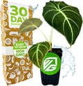 Black Velvet Elephant Ear Live Plant - Alocasia reginula - Wellspring Gardens Starter Plant - Exotic Tropical Houseplant for Indoor Spaces & Outdoor Garden Landscaping - Dark Green Velvet Foliage