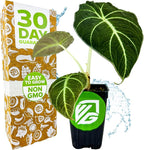 Black Velvet Elephant Ear Live Plant - Alocasia reginula - Wellspring Gardens Starter Plant - Exotic Tropical Houseplant for Indoor Spaces & Outdoor Garden Landscaping - Dark Green Velvet Foliage