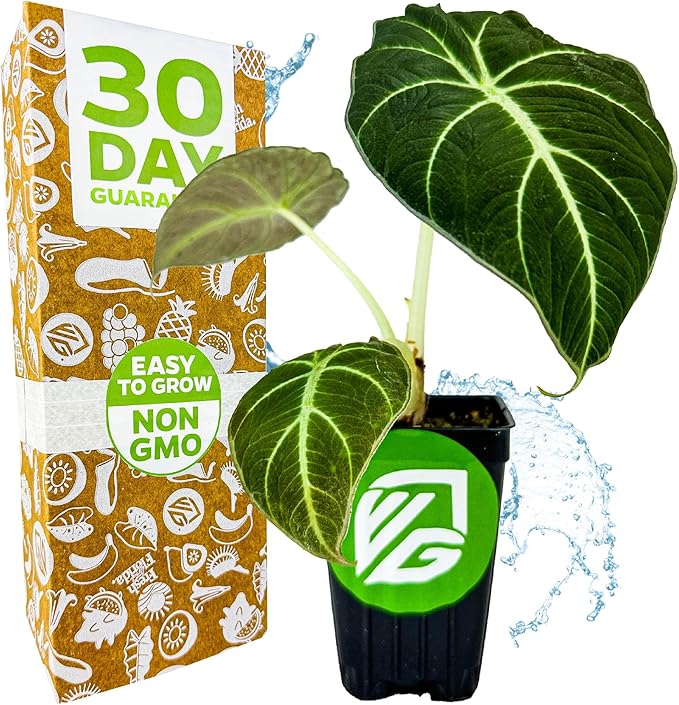 Black Velvet Elephant Ear Live Plant - Alocasia reginula - Wellspring Gardens Starter Plant - Exotic Tropical Houseplant for Indoor Spaces & Outdoor Garden Landscaping - Dark Green Velvet Foliage