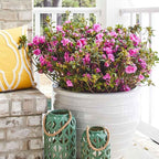 Perfect Plants Encore Autumn Carnation Azalea in 3 Gallon Pot | Live Evergreen Shrub | Pink Flowers that Rebloom Spring & Fall | Perfect for Outdoor Planting in Zones 6-10 | Rhododendron
