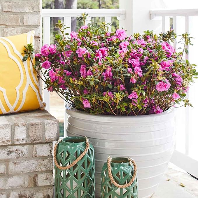 Perfect Plants Encore Autumn Carnation Azalea in 3 Gallon Pot | Live Evergreen Shrub | Pink Flowers that Rebloom Spring & Fall | Perfect for Outdoor Planting in Zones 6-10 | Rhododendron