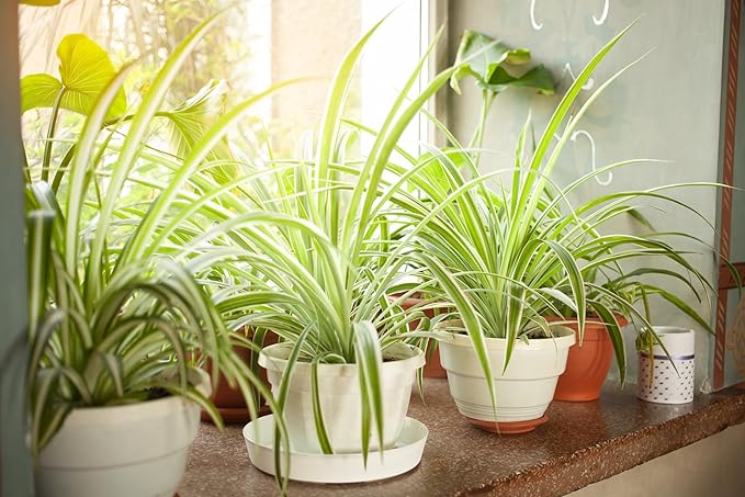 PureAir Living Collection – 3 Mixed Houseplants, Premium Indoor Houseplants, Grower’s Choice, Easy Care Greenery (3-Pack), Hand Selected, Low Light, Home Office Decor Plant Gift