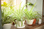 PureAir Living Collection – 3 Mixed Houseplants, Premium Indoor Houseplants, Grower’s Choice, Easy Care Greenery (3-Pack), Hand Selected, Low Light, Home Office Decor Plant Gift