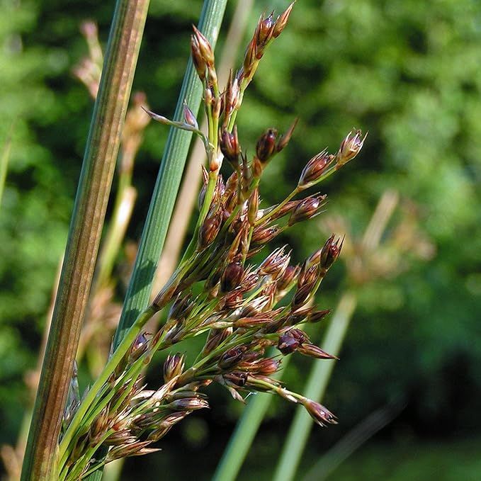 Chalily Blue Arrows Rush, a Great Live Pond Plant for Your Water Garden. Filters koi and Goldfish Ponds. Good for Bogs, Plant Shelf or Shallow Water This marginal Aquatic is a Real Beauty