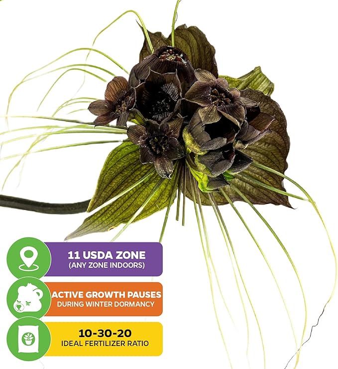 Black Bat Flower Plant - Tacca chantrieri by Wellspring Gardens - Exotic & Rare Indoor or Outdoor Live Plant - Ideal for Home and Garden Landscaping, Dark & Lovely Starter Plant (2-Pack)