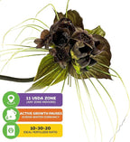 Black Bat Flower Plant - Tacca chantrieri by Wellspring Gardens - Exotic & Rare Indoor or Outdoor Live Plant - Ideal for Home and Garden Landscaping, Dark & Lovely Starter Plant (2-Pack)