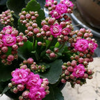 1000+ Kalanchoe Flower Seeds for Planting, Perennial Kalanchoe Flower Seed, Non-GMO Heirloom Rare Limonium Statice Flower Seeds for Home Garden