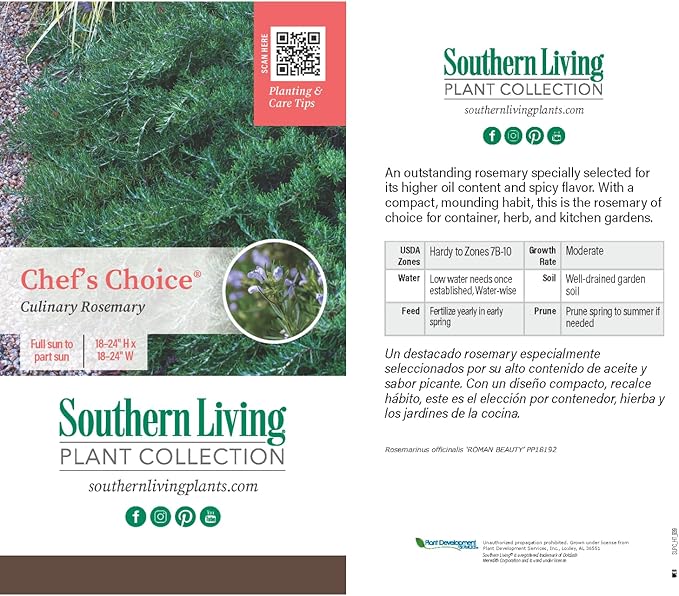 Chef's Choice Rosemary (2.5 Quart) Fragrant Evergreen Cooking Herb/Shrub - Full Sun Live Outdoor Plant