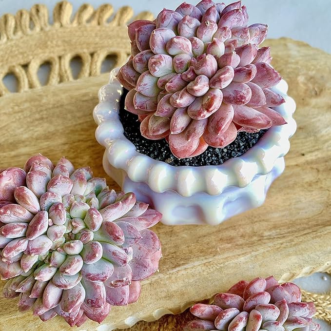 FWPP Succulents Plants Live Echeveria ‘Pink Jenny’,Mini Succulents Red 3 inches Mini Succulents,Bare Root Without Pot,Succulent Plant Live Decoration Plant Gifts