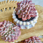 FWPP Succulents Plants Live Echeveria ‘Pink Jenny’,Mini Succulents Red 3 inches Mini Succulents,Bare Root Without Pot,Succulent Plant Live Decoration Plant Gifts